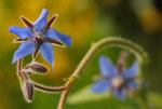 Borago Officinalis