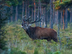 Kronhjort på mossen