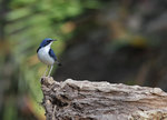 Siberian Blue Robin