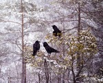 Korpars samtal i vinter skog