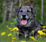 Leo och maskrosorna.