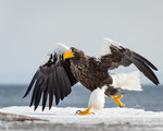 Jättehavsörn eller Stellar's sea-eagle (Haliaeetus pelagicus)