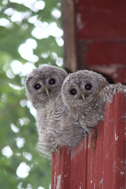 Fotosidan Magasin - Uggleungar tittar ut - Fotosidan