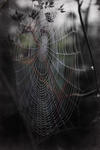 Spindelns nät