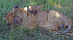 Lejon gosar i Masai Mara