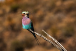 7.	Lilac breasted roller i Sydafrika