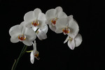 Brudorkid&eacute; (Phalaenopsis)