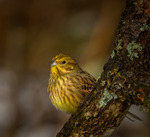 A Bird Behind a Branch.