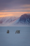 Isbjörnsungar i habitat