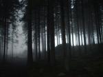 Midvintergryning i mörka skogen