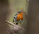 Dold mellan grenarna !