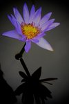 blå lotus