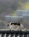 Cat on a Hot (Tin) Roof