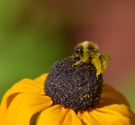 Humla i pollendräkt
