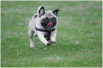 The Flying pug Tecla