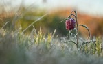 Frost