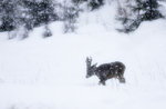 Råbock,Roedeer buck in heavy snowfall