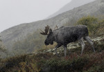 Den stora älgtjuren i snöfallet