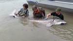 Stör. (white sturgeon) 226 kg