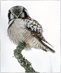 Hökuggla (the northern hawk-owl)