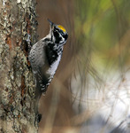 Tret&aring;ig hackspett