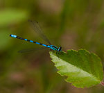 Bl&aring; flicksl&auml;nda