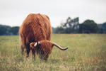 Highland Cattle