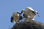 storken kommer med stork