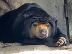 Sun bear in Taronga Zoo