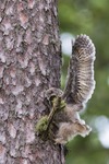 LONG-EARED OWL