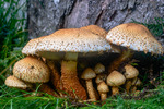 family mushroom