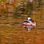 Svarthakedopping i speglingar