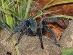 Chromatopelma cyaneopubescens