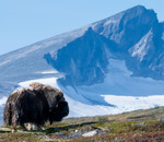 Lugn och ro p&aring; Dovre fj&auml;ll