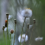 Tussilago farfara