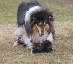 Vem &auml;r det som best&auml;mmer, Lillis. Du eller jag?