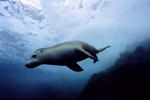 Australian Sea Lion