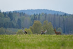 Möte i vårkvällen