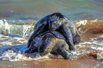 Havssköldpaddor i parningsakt