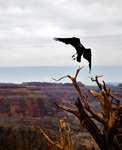 Canyon crow