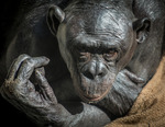 Den gamla Bonobon i San Diego