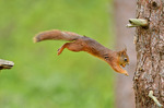 Squirrel in the air