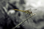 Ruddy darter on a stick