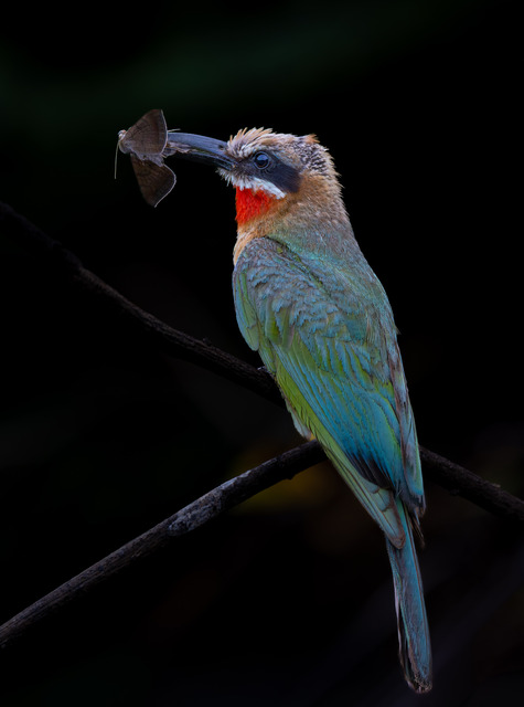 White-fronted bee-eater