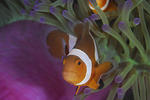 Clownfish