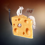 Mössen i osten
