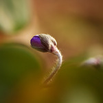 V&aring;rens f&ouml;rsta bl&aring;