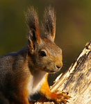 L&aring;nga &ouml;rontofsar.....