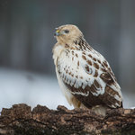 B&ouml;rringevr&aring;k