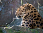 Amurleopard, Nordens Ark 2014